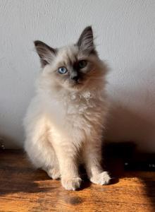 Jet Blue point - Siberian Kitten For Sale - Virginia Beach&comma; VA&comma; US