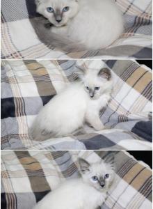 Balinese - Balinese Kitten For Sale - Barnett&comma; MO&comma; US