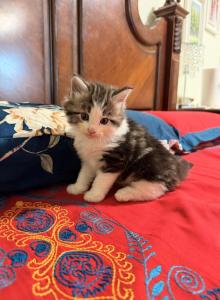Oreo - Maine Coon Kitten For Sale - Elmhurst&comma; NY&comma; US