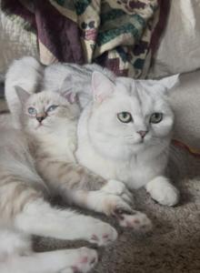 Rue - Ragdoll Kitten For Sale - New York&comma; NY&comma; US
