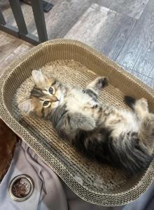 Mochi - Siberian Kitten For Sale - Lynnfield&comma; MA&comma; US