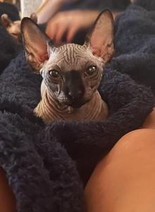 Onyx - Bambino Cat For Sale - Little River&comma; SC&comma; US