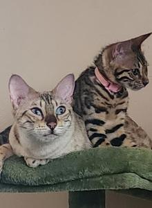 Victoria's March Litter in Perris - Bengal Kitten For Sale - Perris, CA, US Victoria's March Litter in Perris - Bengal Kitten For Sale - Perris, CA, US