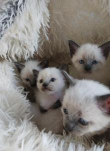 Siamese Kittens - Siamese Kitten For Sale - Willington&comma; CT&comma; US