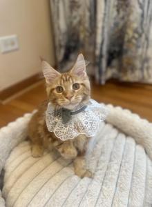 Milana - Maine Coon Kitten For Sale - Winfield&comma; IL&comma; US