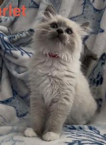 Scarlet - Ragdoll Kitten For Sale - Lincoln&comma; CA&comma; US