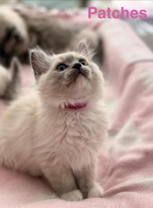 Patches - Ragdoll Kitten For Sale - Lincoln&comma; CA&comma; US