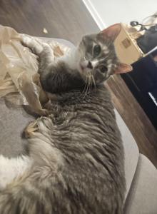 Cecil - Domestic Cat For Adoption - Lantana&comma; FL&comma; US