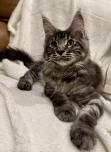 Cosmos - Maine Coon Kitten For Sale - Arcadia&comma; FL&comma; US