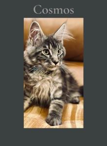 Cosmos - Maine Coon Kitten For Sale - Arcadia&comma; FL&comma; US