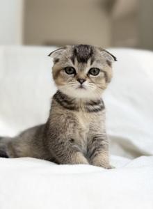 Olive - Scottish Fold Kitten For Sale - Jacksonville&comma; FL&comma; US