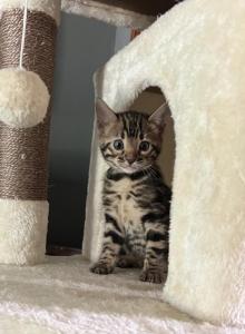 F3 glitter Bengal white collar - Bengal Kitten For Sale - Litchfield&comma; IL&comma; US