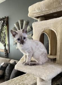 Seal Lynx point - Bengal Kitten For Sale - Litchfield&comma; IL&comma; US