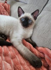 Usopp - Siamese Kitten For Sale - Wilmington&comma; OH&comma; US