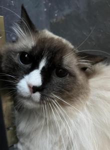 Picasso and Monet - Ragdoll Cat For Adoption - Campbell&comma; CA&comma; US