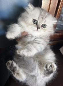 Persian boy - Persian Kitten For Sale - Virginia Beach&comma; VA&comma; US