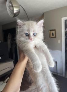 Bunson - Ragdoll Kitten For Sale - Spring&comma; TX&comma; US