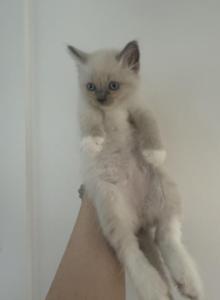 May 24th Ragdoll Blue Point Male Socked Mitted - Ragdoll Kitten For Sale - Central Nyack&comma; NY&comma; US
