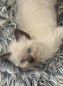SUPER LOVING Ragdoll Choc Pt  Male Sock and Mitted - Ragdoll Kitten For Sale - Central Nyack&comma; NY&comma; US