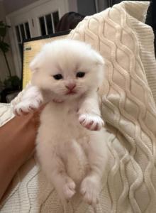 Cannoli - Scottish Fold Kitten For Sale - Jacksonville&comma; FL&comma; US
