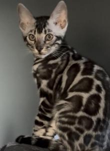 Raja - Bengal Kitten For Sale - MO&comma; US