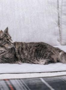 Charlie - Maine Coon Cat For Sale - Palmer&comma; MA&comma; US