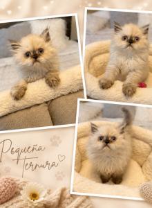 SNOW - Persian Kitten For Sale - Orlando&comma; FL&comma; US
