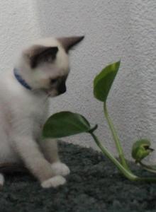 Draco - Snowshoe Kitten For Sale - Anza&comma; CA&comma; US