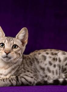 Silver Savannah boy - Savannah Kitten For Sale - Ellerbe&comma; NC&comma; US