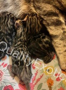 2 boys 1 bengal girl all brown black TICA - Bengal Kitten For Sale - Fenton&comma; MI&comma; US