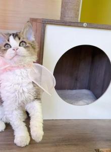 SK018 - Selkirk Rex Kitten For Sale - Los Angeles&comma; CA&comma; US