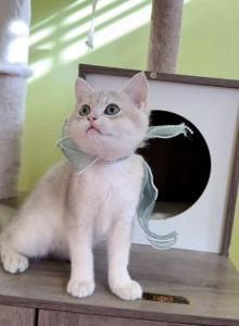 B066 - British Shorthair Kitten For Sale - Los Angeles&comma; CA&comma; US