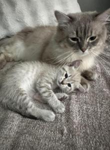 Lily - Balinese Kitten For Sale - Chicago&comma; IL&comma; US