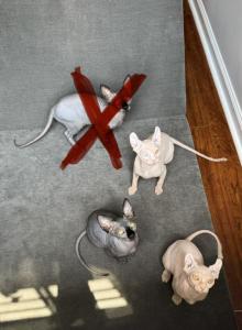Sphynx Kittens - Sphynx Kitten For Sale - Mc Lean&comma; VA&comma; US