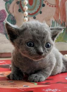 Oscar - Devon Rex Kitten For Sale - P J S&comma; NY&comma; US