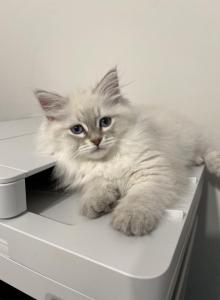 Kaspian - Siberian Kitten For Sale - Tallahassee&comma; FL&comma; US