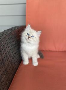 Eclipse RESERVED - Siberian Kitten For Sale - Toms Brook, VA, US Eclipse RESERVED - Siberian Kitten For Sale - Toms Brook, VA, US