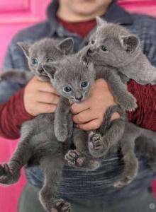Russian Blue kittens - Russian Blue Kitten For Sale - Fort Pierce&comma; FL&comma; US