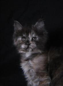 LJ - Maine Coon Kitten For Sale - Braham&comma; MN&comma; US
