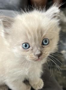 Blue Mink ragdoll - Ragdoll Kitten For Sale - Scottsdale&comma; AZ&comma; US