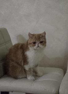 Exotic Shorthair Red White Female Adoption - Exotic Cat For Adoption - Stroudsburg&comma; PA&comma; US