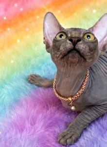 Sofia - Sphynx Kitten For Sale - Wellesley&comma; MA&comma; US