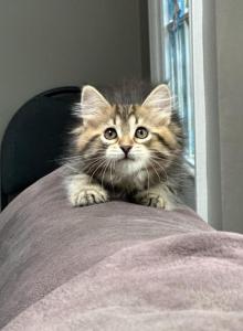 Mochi - Siberian Kitten For Sale - Lynnfield&comma; MA&comma; US