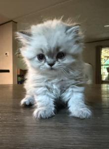 Kingston - Persian Kitten For Sale - Spruce Pine&comma; NC&comma; US