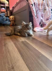 Mekah - Siberian Kitten For Sale - Port Royal&comma; PA&comma; US