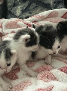 Bolt - Domestic Kitten For Sale - Ashburnham&comma; MA&comma; US