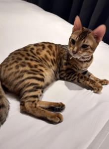Nova - Bengal Kitten For Adoption - Staten Island&comma; NY&comma; US