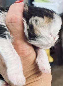 Roni - Persian Kitten For Sale - Joplin&comma; MO&comma; US