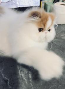 Red and white boy - Persian Kitten For Sale - Joplin&comma; MO&comma; US