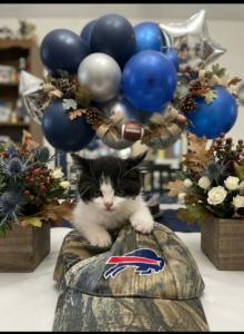 Shorty - Munchkin Kitten For Sale - Westfield&comma; NY&comma; US